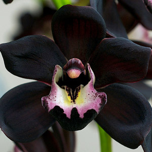 Benih Biji Anggrek Bulan Bintang jual benih biji bibit anggrek black cymbidium faberi Benih Biji Anggrek Bulan Bintang jual benih biji bibit anggrek black cymbidium faberi