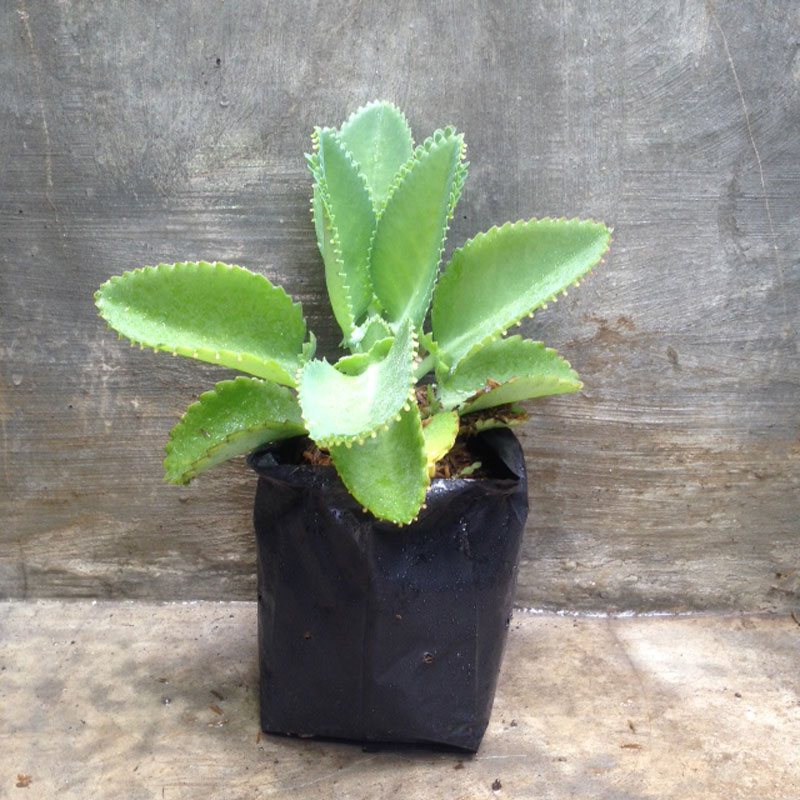 jual bibit cocor bebek bali bibit bagus jual bibit cocor bebek bali bibit bagus