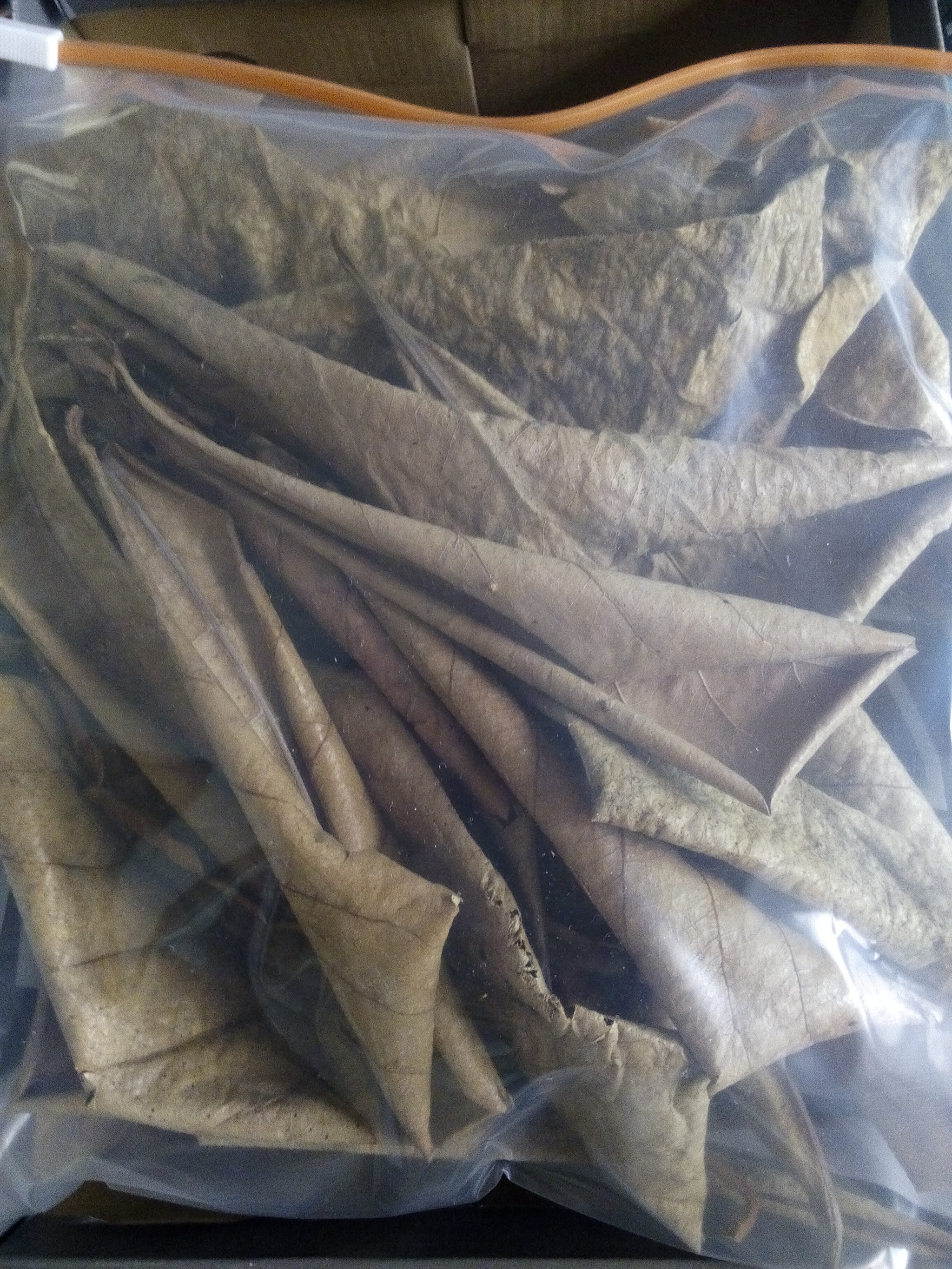 jual daun ketapang kering alsakha store jual daun ketapang kering alsakha store