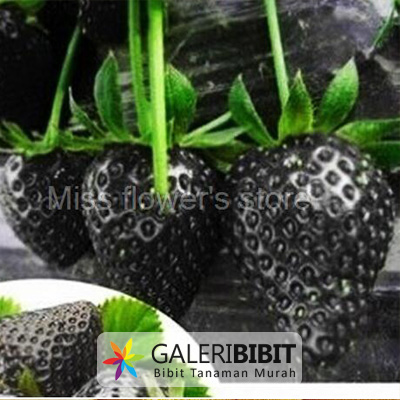 jual bibit benih black strawberry strawberry hitam gb jual bibit benih black strawberry strawberry hitam gb
