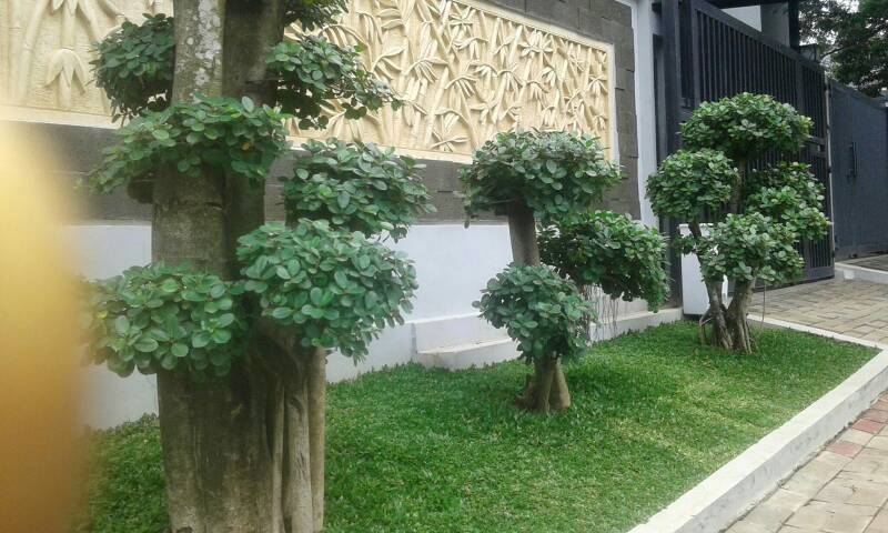 100+ Gambar Taman Rumput Gajah Mini Kekinian 100+ Gambar Taman Rumput Gajah Mini Kekinian