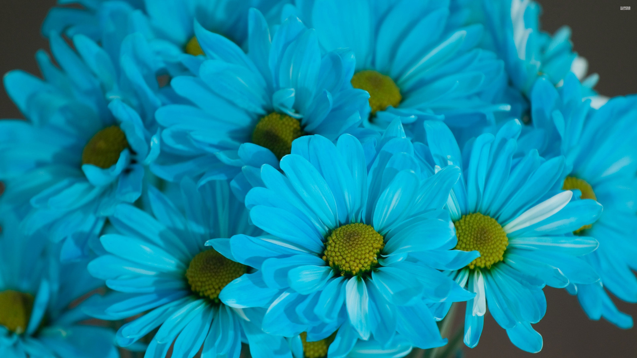 4000+ Wallpaper Bunga Gerbera Terbaik 4000+ Wallpaper Bunga Gerbera Terbaik