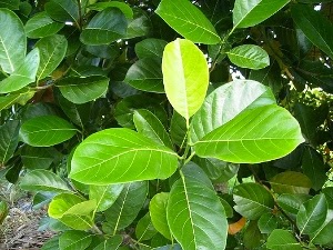 jual daun nangka 100 lembar daun segar kering smi herba jual daun nangka 100 lembar daun segar kering smi herba
