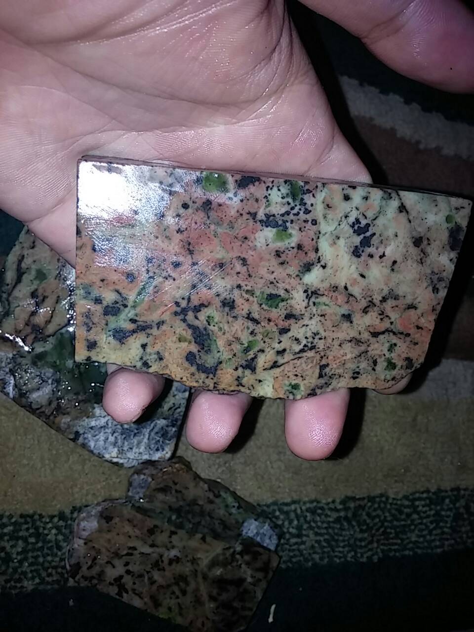 jual badar lumut panca warna sungai dareh pancawarna jual badar lumut panca warna sungai dareh pancawarna