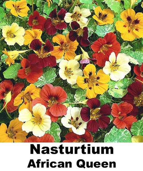 jual nasturtium benih biji bibit jual nasturtium benih biji bibit