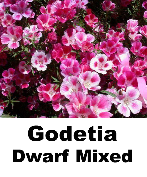 jual godetia mixed benih biji bibit bunga jual godetia mixed benih biji bibit bunga