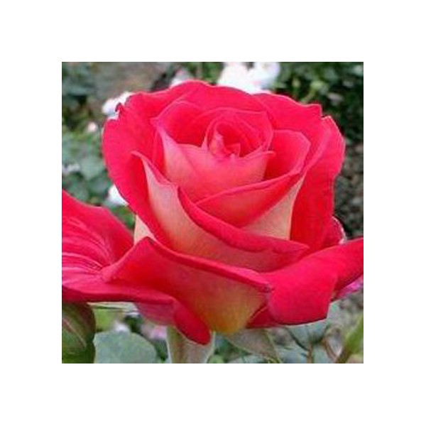 jual benih bibit biji mawar osiria ruby rejeki mart jual benih bibit biji mawar osiria ruby rejeki mart