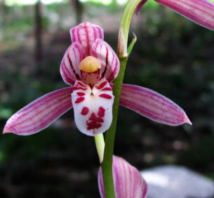 jual benih bibit biji bunga cymbidium pink anggrek jual benih bibit biji bunga cymbidium pink anggrek