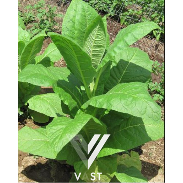 jual tembakau virigina benih bibit biji import us jual tembakau virigina benih bibit biji import us