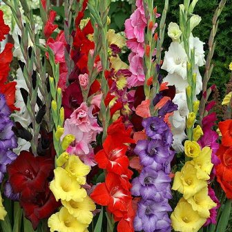 jual benih bibit biji bunga gladiolus mix color jual benih bibit biji bunga gladiolus mix color
