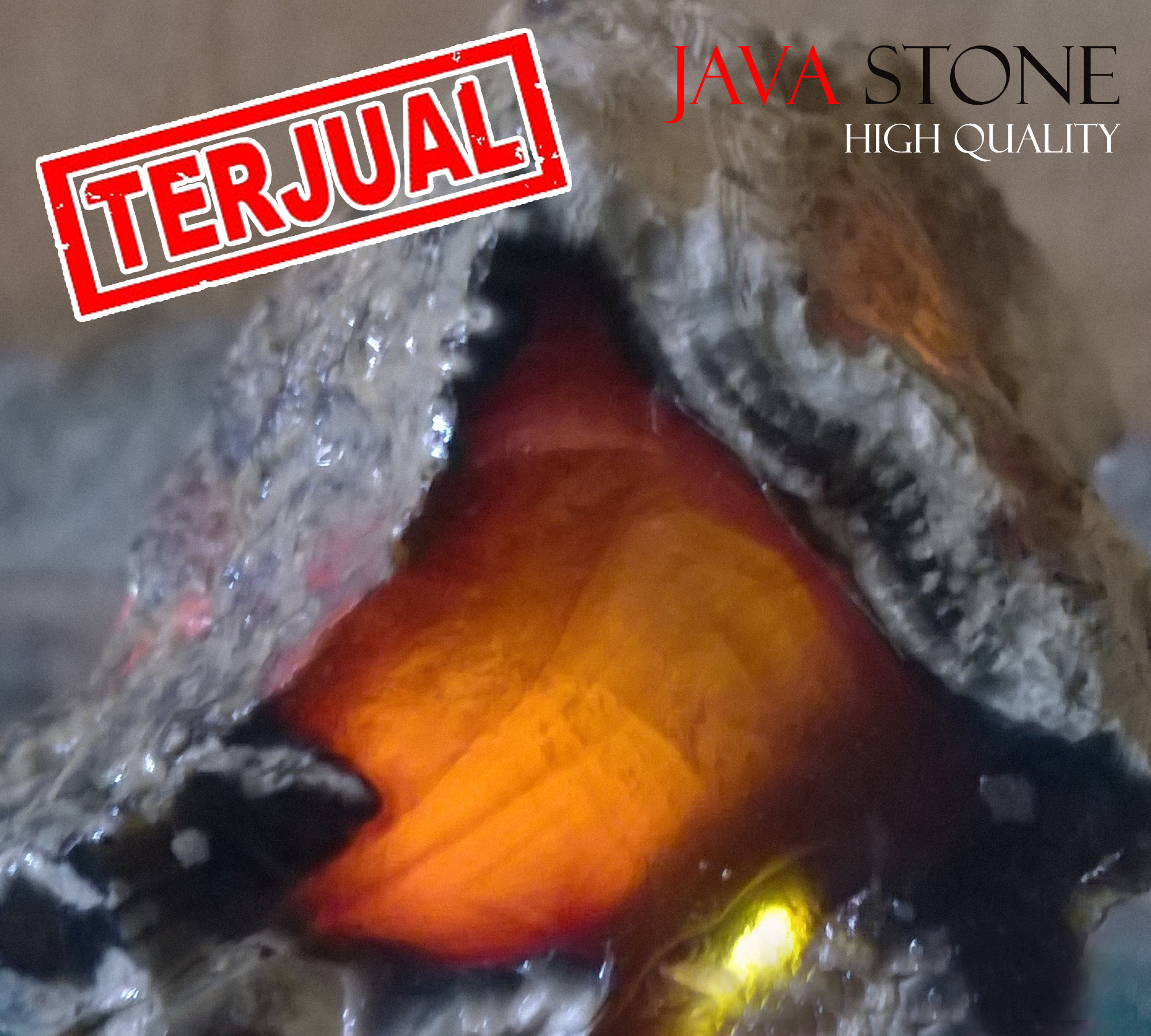 jual batu raflesia bongkahan junjung drajat jual batu raflesia bongkahan junjung drajat