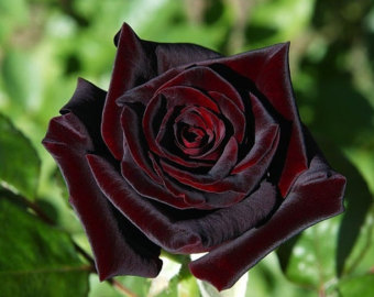 jual benih bibit biji bunga mawar true blood black jual benih bibit biji bunga mawar true blood black
