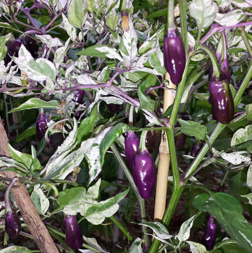 jual benih bibit biji cabe purple tiger pepper seeds import onigiri frenzy jual benih bibit biji cabe purple tiger pepper seeds import onigiri frenzy