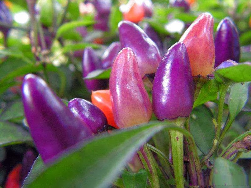 jual benih bibit biji cabe purple candle pepper jual benih bibit biji cabe purple candle pepper