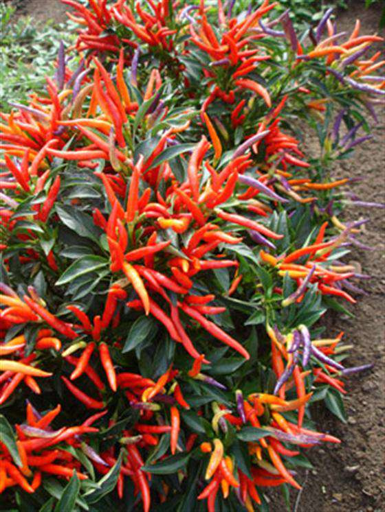 jual benih bibit biji cabe garda fireworks pepper jual benih bibit biji cabe garda fireworks pepper