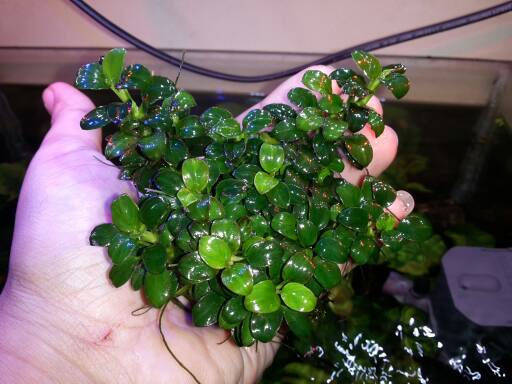 jual anubias studio petshop jual anubias studio petshop