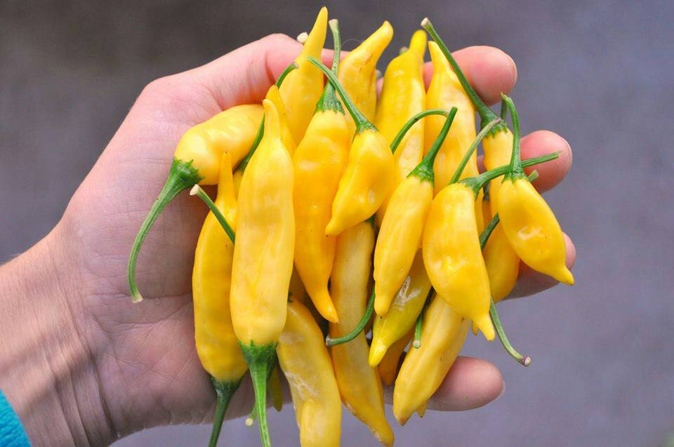 jual benih bibit biji cabe yellow lemon drop pepper jual benih bibit biji cabe yellow lemon drop pepper