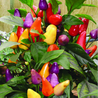jual benih bibit biji cabe razzamatazz ori jual benih bibit biji cabe razzamatazz ori