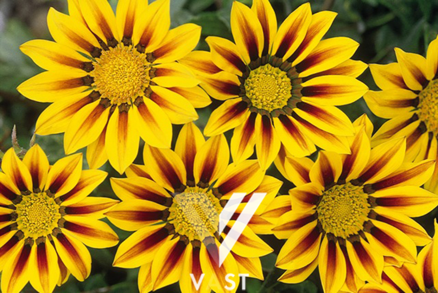 jual gazania benih bibit biji import seeds vast jual gazania benih bibit biji import seeds vast