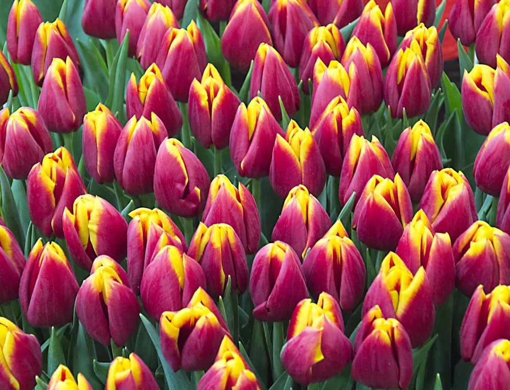 jual benih biji bibit bunga tulip mania nurbani shop jual benih biji bibit bunga tulip mania nurbani shop