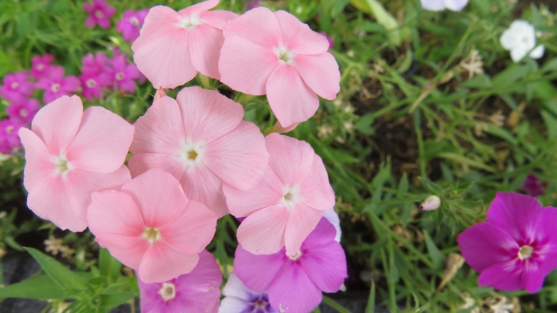 jual benih bibit biji seed bunga phlox mixed beautiful gardens jual benih bibit biji seed bunga phlox mixed beautiful gardens
