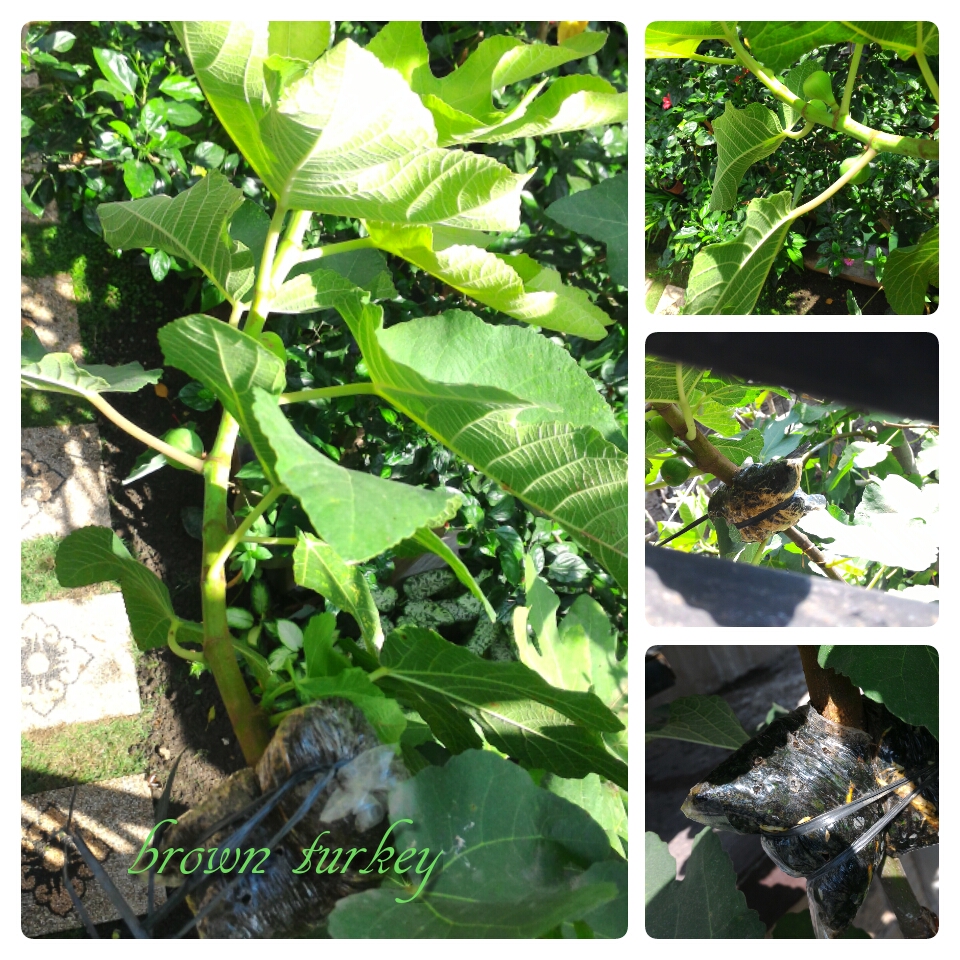 jual bibit cangkok pohon buah tin ara jenis brown turkey jual bibit cangkok pohon buah tin ara jenis brown turkey