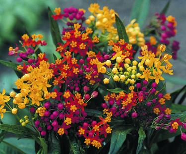 jual benih biji bibit bunga butterfly mix nurbani jual benih biji bibit bunga butterfly mix nurbani