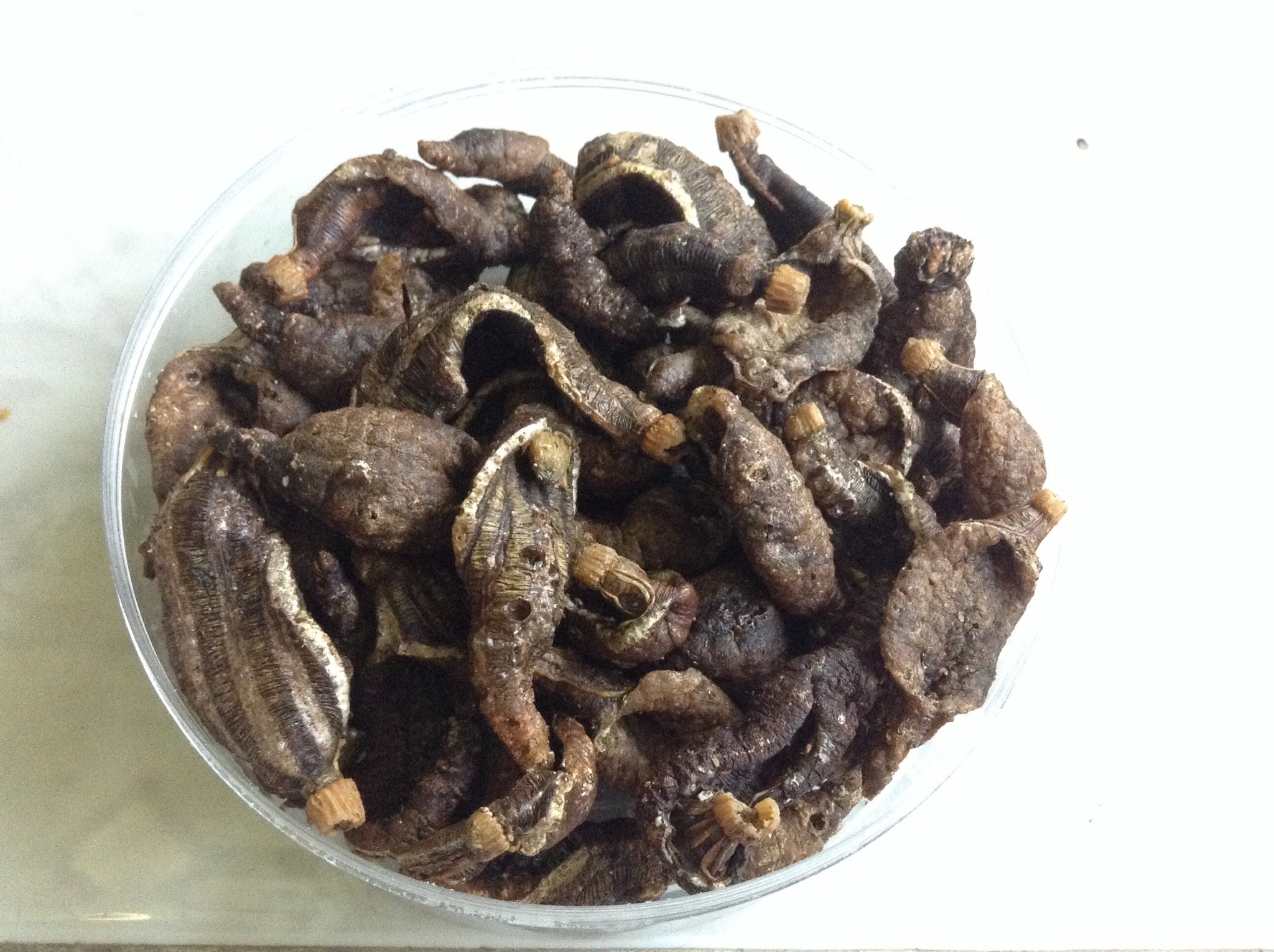 jual kerupuk krupuk keripik kripik ikan teripang tripang madura fawwaz shop jual kerupuk krupuk keripik kripik ikan teripang tripang madura fawwaz shop