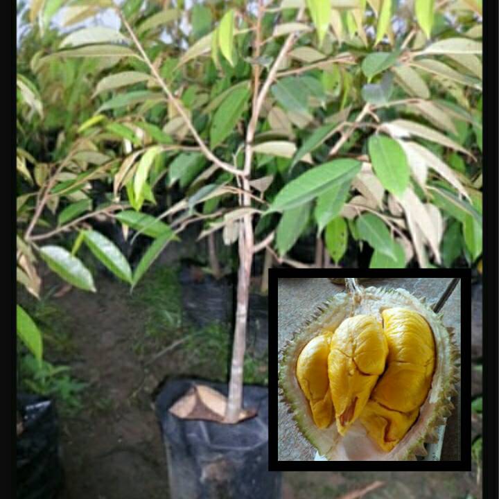 jual bibit tanaman buah durian gerai fashion grosir jual bibit tanaman buah durian gerai fashion grosir