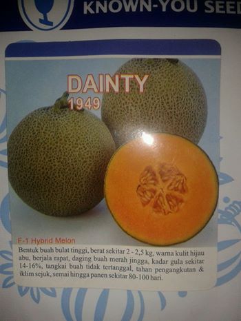 jual benih melon dainty bakobun 2 jual benih melon dainty bakobun 2