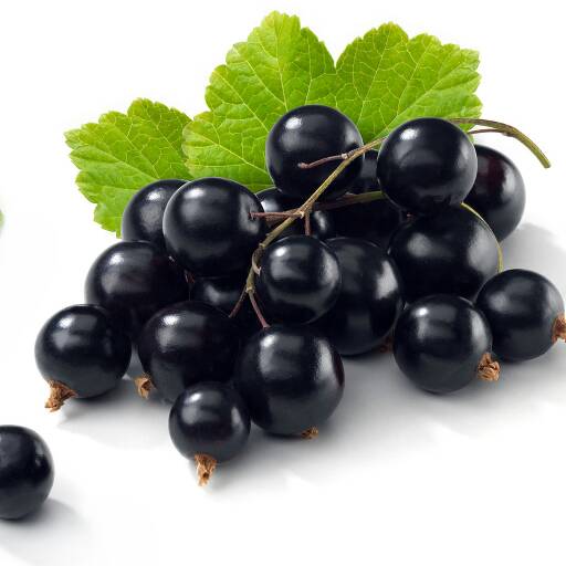 jual benih bibit biji buah black currant fruit seeds jual benih bibit biji buah black currant fruit seeds