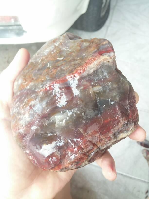 jual lumut merah aceh lumut merah lumut cempaka aceh jual lumut merah aceh lumut merah lumut cempaka aceh