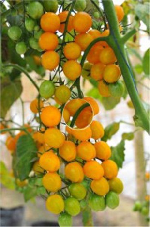 jual bibit biji benih buah tanaman tomat cherry kuning jual bibit biji benih buah tanaman tomat cherry kuning