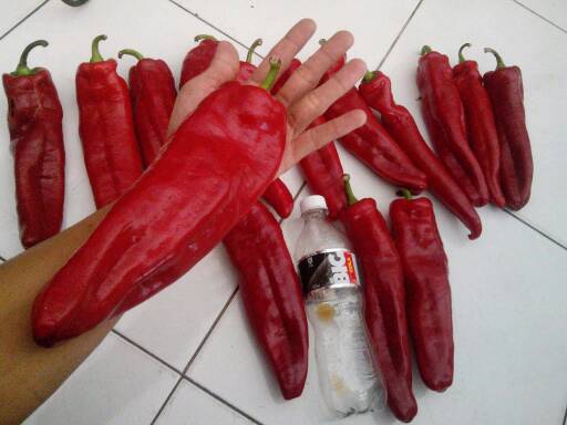 jual benih bibit biji cabe aconcagua pepper import onigiri frenzy jual benih bibit biji cabe aconcagua pepper import onigiri frenzy