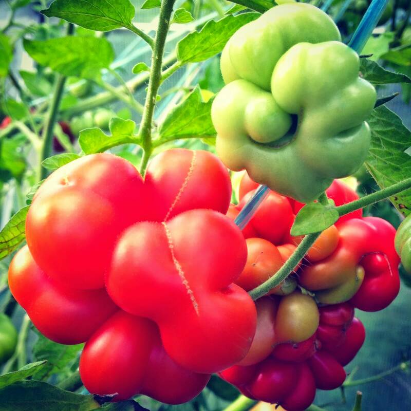 jual benih bibit biji tomat reise reisetomate jual benih bibit biji tomat reise reisetomate