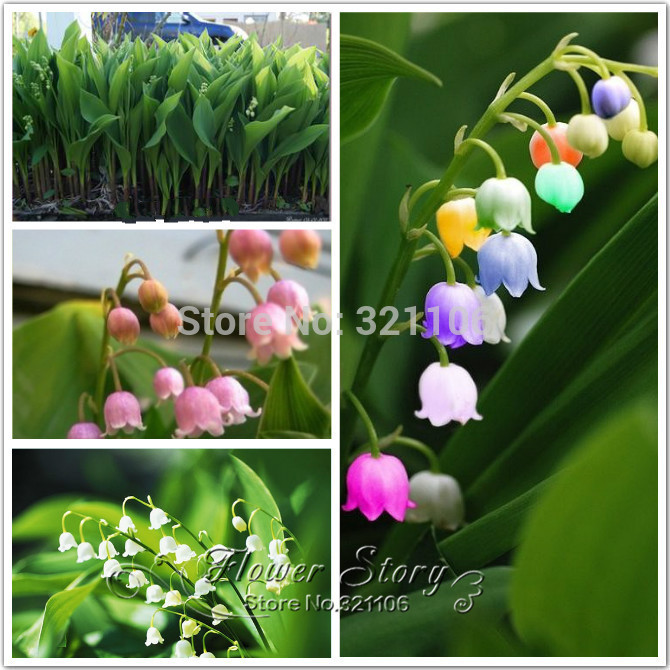 harga benih bunga anggrek muka monyet monkey orchid harga benih bunga anggrek muka monyet monkey orchid