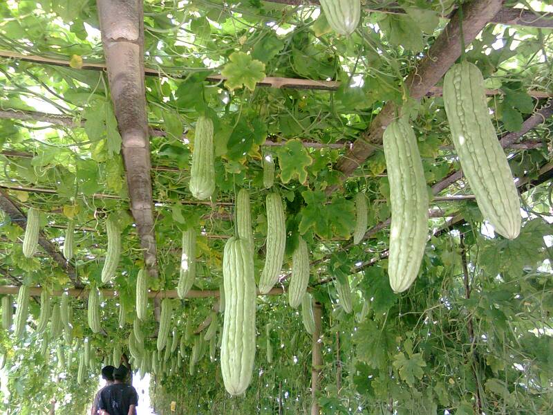 jual benih bibit biji sayur paria pare fresty f1 jual benih bibit biji sayur paria pare fresty f1