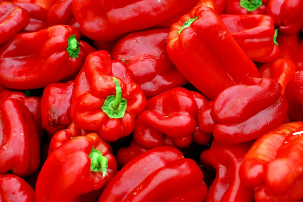 jual benih bibit paprika merah sweet bell pepper jual benih bibit paprika merah sweet bell pepper