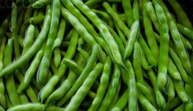 jual benih bibit sayur buncis eceran cocok untuk dataran jual benih bibit sayur buncis eceran cocok untuk dataran