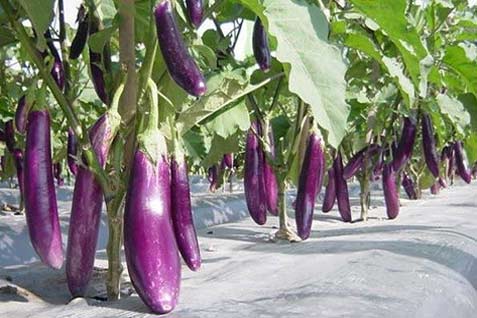jual benih bibit sayur terong ungu manis eceran kualitas jual benih bibit sayur terong ungu manis eceran kualitas