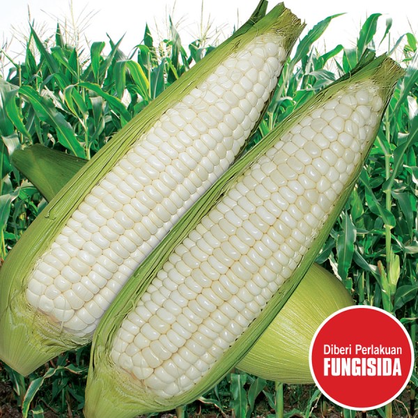 Harga Bibit Jagung Dk Terbaru 2018 HARGAtBARU COM Source · Jual Biji Benih Sayur Jagung