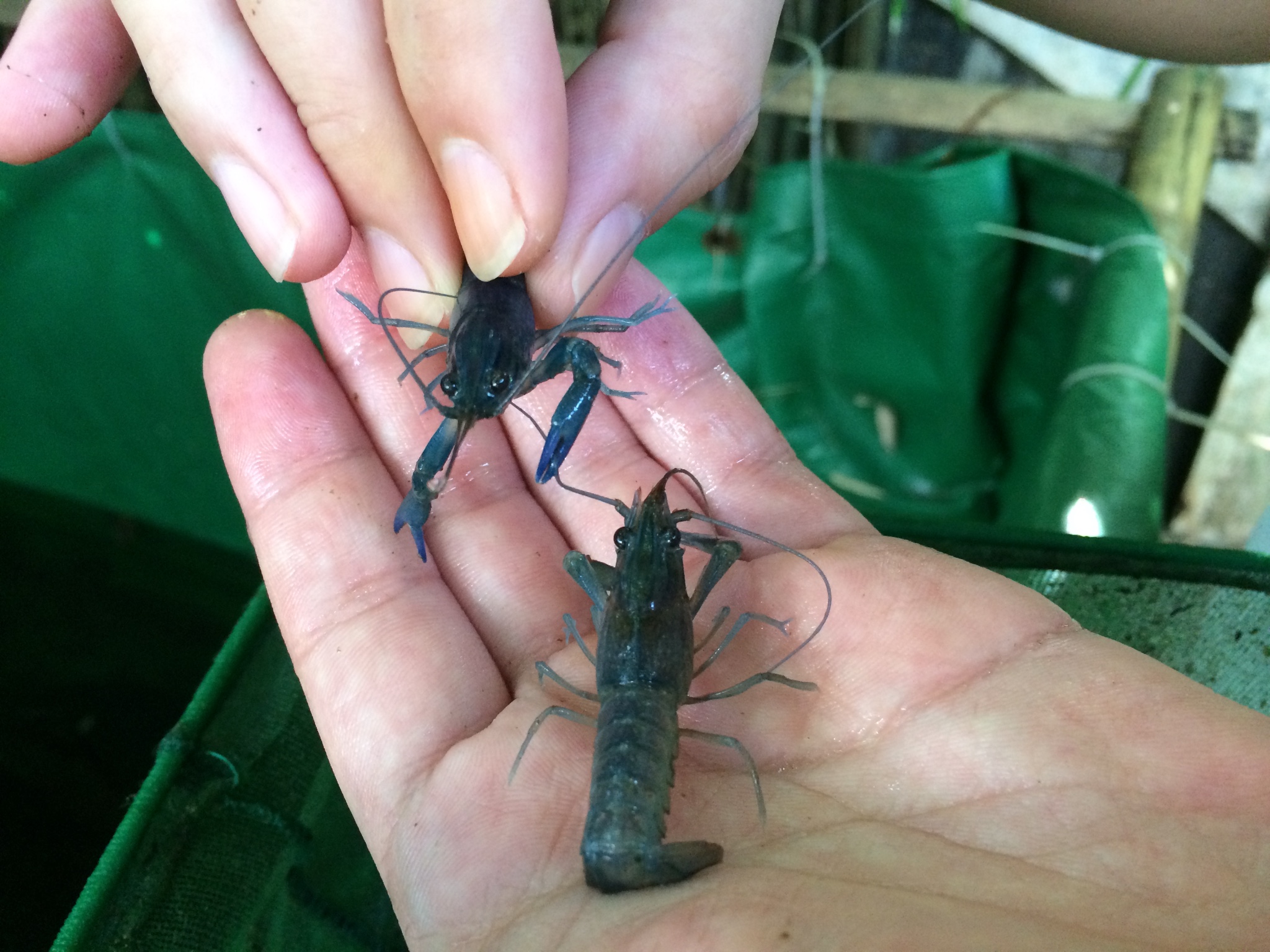 jual bibit lobster air tawar crayfish farm jual bibit lobster air tawar crayfish farm