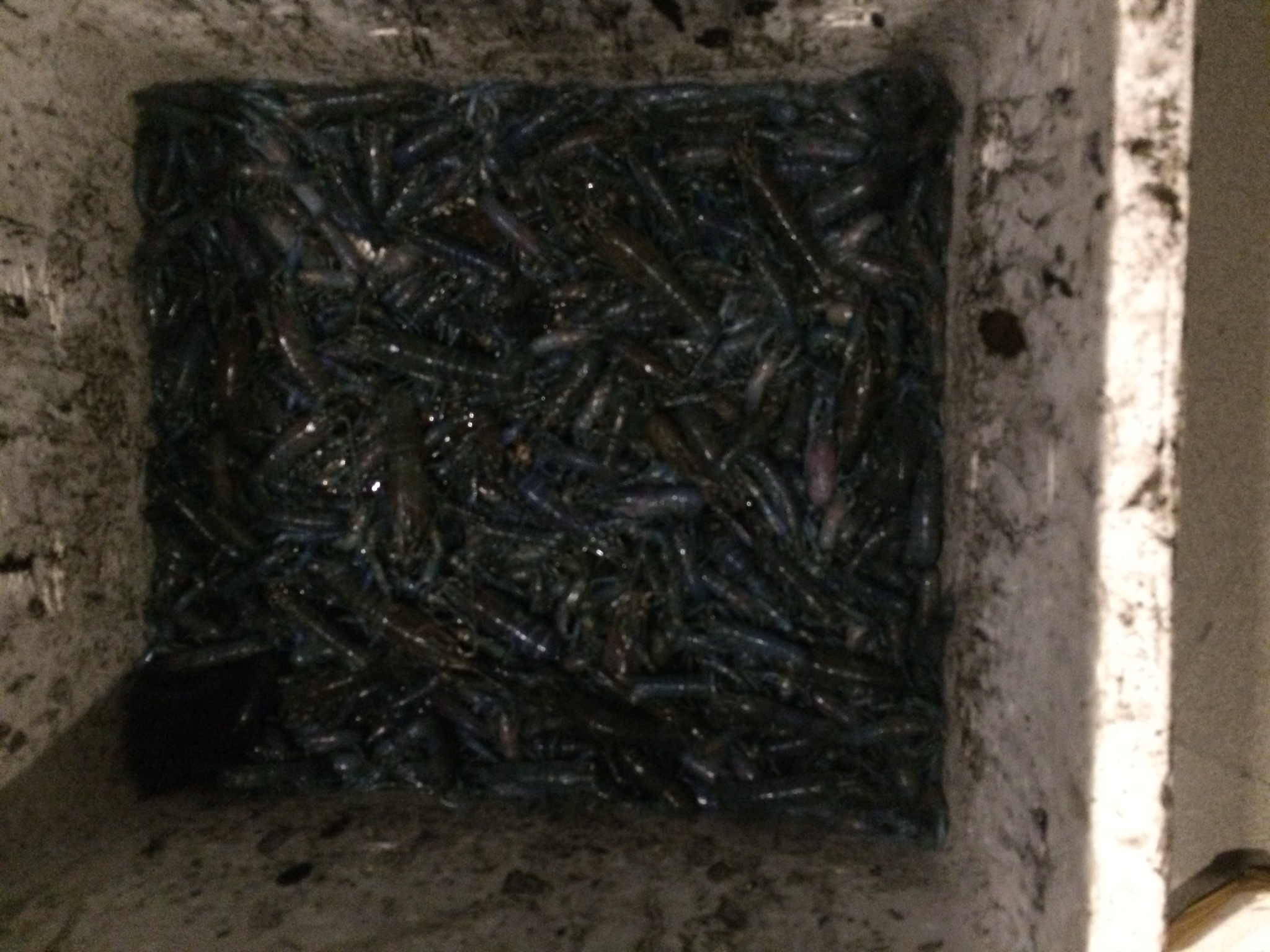 jual bibit lobster air tawar crayfish farm jual bibit lobster air tawar crayfish farm