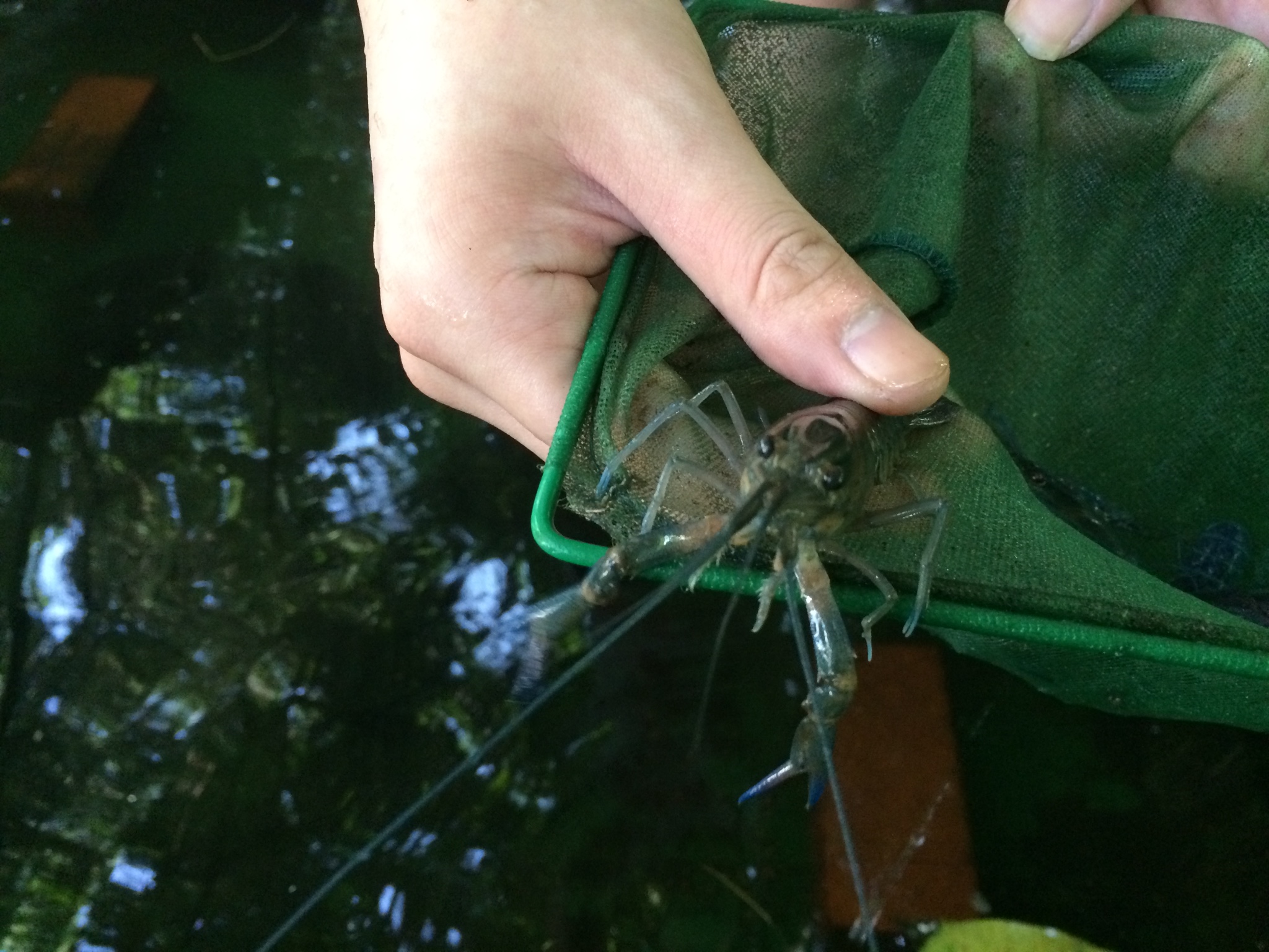 jual bibit lobster air tawar crayfish farm jual bibit lobster air tawar crayfish farm