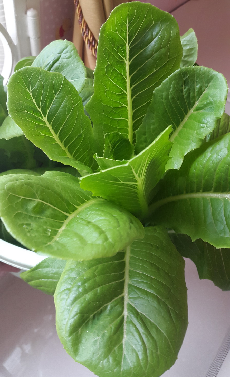 jual benih selada lettuce romaine tiberius rijk zwaan green choice jual benih selada lettuce romaine tiberius rijk zwaan green choice