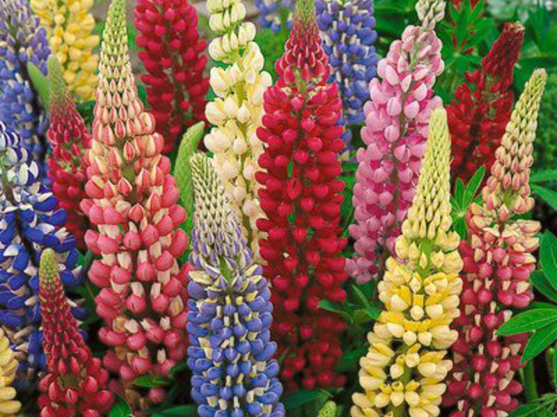 jual benih bibit biji bunga lupine russel mix flower seeds import onigiri frenzy jual benih bibit biji bunga lupine russel mix flower seeds import onigiri frenzy