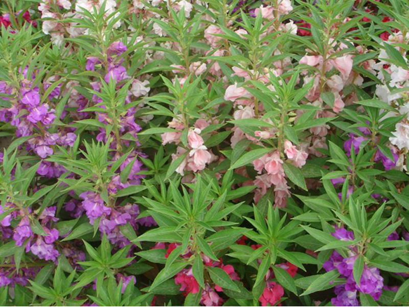 jual biji benih bunga impatiens balsam multicolor mix jual biji benih bunga impatiens balsam multicolor mix