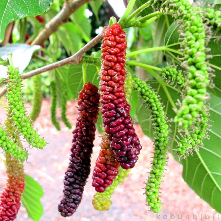 jual tanaman buah mulberry 40cm kebunbibit jual tanaman buah mulberry 40cm kebunbibit