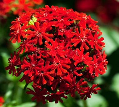 jual benih bibit biji bunga maltese cross flower jual benih bibit biji bunga maltese cross flower
