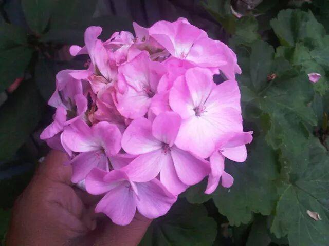 harga bibit bunga tanaman geranium pengusir nyamuk mix harga bibit bunga tanaman geranium pengusir nyamuk mix